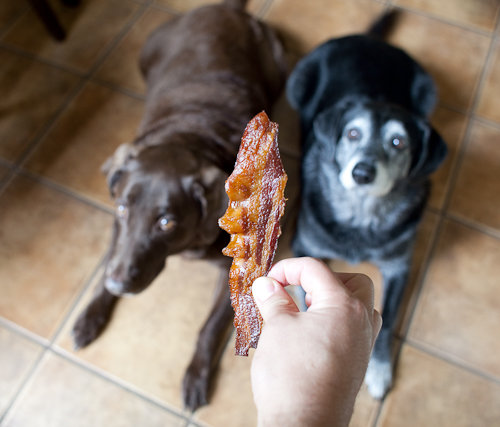 Everyone loves bacon Bacon BaCoN BACON! Everyone loves bacon Bacon BaCoN BACON!