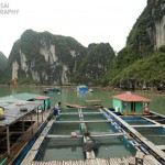 A floating Fish Market in Halong Bay, Vietnam
