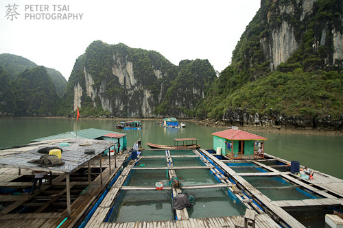 A floating Fish Market in Halong Bay, Vietnam A floating Fish Market in Halong Bay, Vietnam