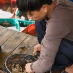 A man picks out a mantis prawn in Halong Bay, Vietnam