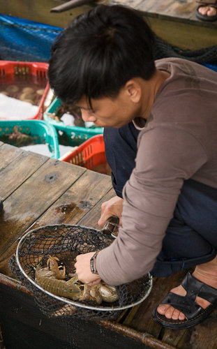 A man picks out a mantis prawn in Halong Bay, Vietnam A man picks out a mantis prawn in Halong Bay, Vietnam