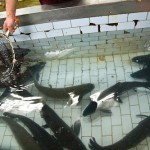 Here we are, picking out a medium sized fish big enough to feed 5 people Shiyuan Live Fish Restaurant fish tank