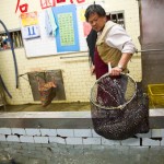 Shiyuan Live Fish Restaurant - I think this fish weighed about 5 lbs. It is pretty darn large. Shiyuan Live Fish Restaurant - Future Lunch