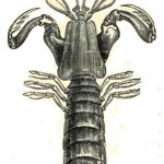 Mantis Prawn Illustration - Courtest of the Wiki Commons Project
