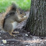 Even squirrels like cupcakes