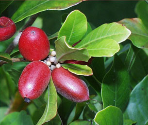 Miracle Fruit - via wikipedia Commons Miracle Fruit - via wikipedia Commons