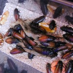 Hissing Cockroaches