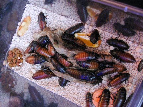 Edible Cockroaches
