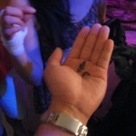 Scorpion segments looking tasty