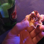 About to eat some mini crickets