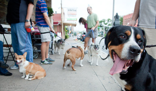 Austin Cupcake Smackdown Pre Party - Doggies outside of Walton's Austin Cupcake Smackdown Pre Party - Doggies outside of Walton's