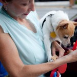 Austin Cupcake Smackdown Pre Party - Doggies sampling treats