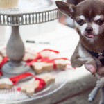 Austin Cupcake Smackdown - Rusty the Dog likes doggie biscuits
