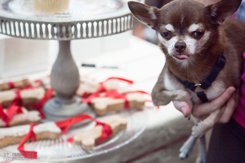 Austin Cupcake Smackdown - Rusty the Dog likes doggie biscuits Austin Cupcake Smackdown - Rusty the Dog likes doggie biscuits
