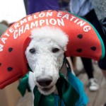 Austin Cupcake Smackdown - excited doggy - Watermelon Eating Champion