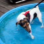 Austin Cupcake Smackdown - pups keeping cool