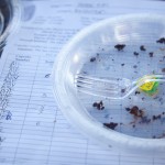 Austin Cupcake Smackdown - My Judge's scorecard